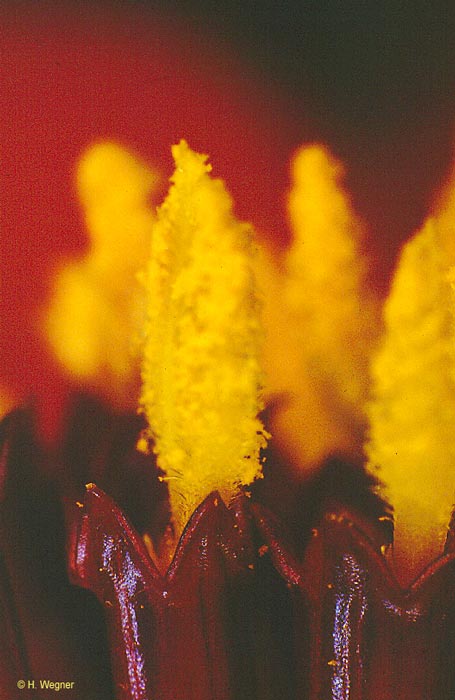 Wie kleine Kerzen - die Fegehaare der Narben haben den Pollen aus den geöffneten Blütenröhren geschoben.