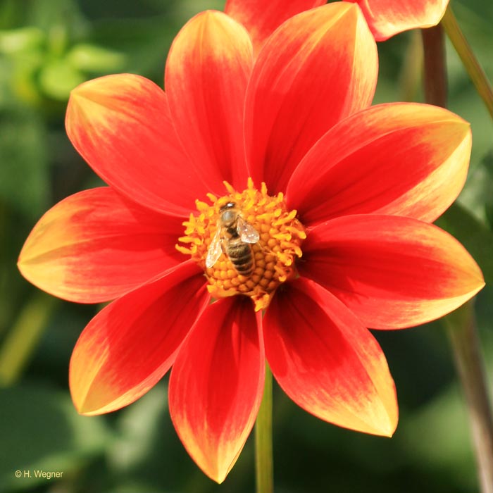 Die Sorte Karneol als Futterquelle für eine Biene.