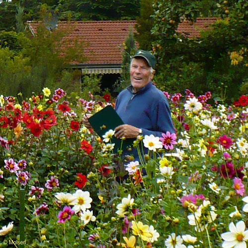 michael otto - ein Blick aus dem Garten mit einfachblühenden Dahlien