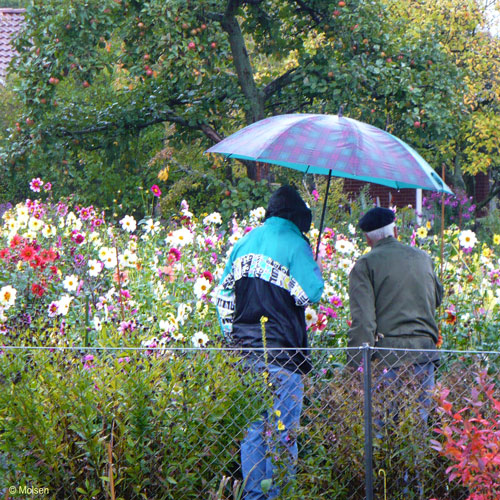 michael otto - ein Blick in den Garten mit einfachblühenden Dahlien