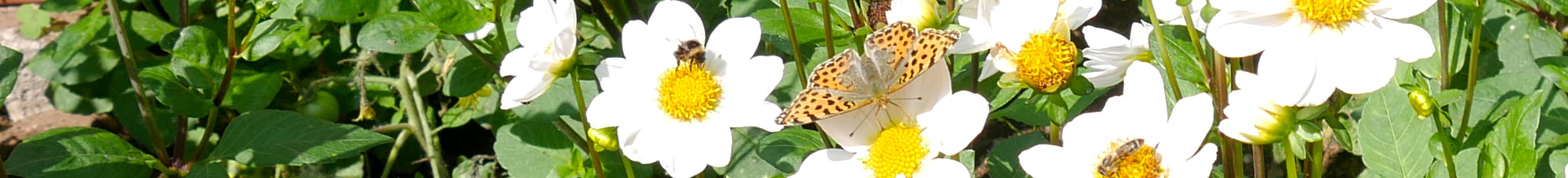 Sämlinge aus dem Dahliengarten am Stechlinsee